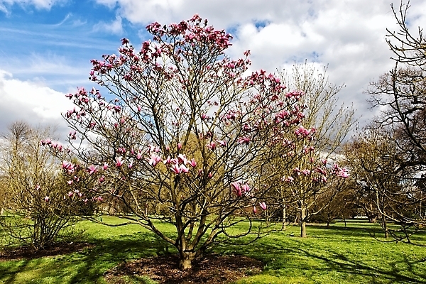 포토 JPG 해외이미지 나무 식물 디자인 영어 공원 꽃 길 분홍색 백그라운드 꽃무늬 건축양식 자연 풍경 사람없음 야외 평화 정원 봄 산책 재산 오솔길 땅 런던 조경 쇼 목련 일반 방법 정중 줄서기 파라다이스 스타일 세련 해외202004 해외포토 문자 계절 공공시설 건축 컬러 컨셉 무늬 모션 휴식 영국 금융 생태계 파일형식 이미지허브
