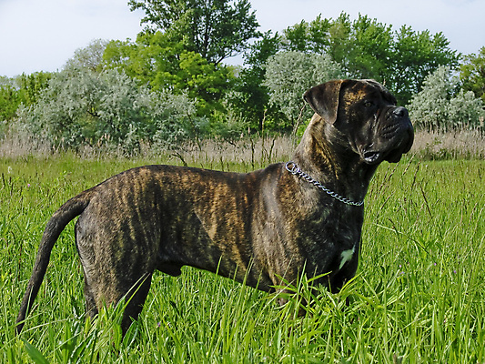 포토 JPG 해외이미지 나무 식물 동물 응시 자연 서기 사람없음 야외 초록색 반려동물 햇빛 태양 갈색 가축 힘 듣기 개 송곳니 동물상 유래 해외202004 해외포토 자연요소 시선 컬러 포유류 모션 조형물 치아 생태계 파일형식 이미지허브