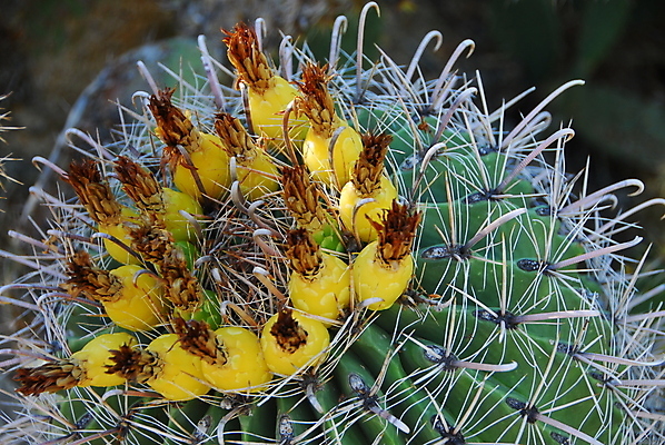 포토 JPG 해외이미지 식물 꽃 자연 선인장 건조 사람없음 초록색 노란색 정원 사막 가시 날카로움 해외202004 해외포토 컬러 생태계 파일형식 이미지허브