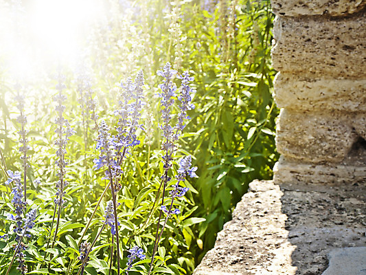 포토 JPG 해외이미지 식물 꽃 꽃무늬 자연 사람없음 파란색 환경 정원 봄 벚꽃 시골 개화 허브 제비꽃 향기 아로마테라피 라벤더 내추럴 해외202004 해외포토 계절 컬러 무늬 생태계 냄새 테라피 파일형식 이미지허브