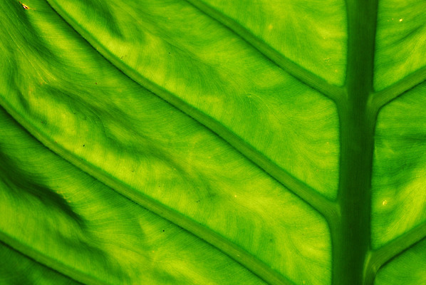 포토 JPG 해외이미지 식물 백그라운드 잎 꽃무늬 자연 사람없음 장식 초록색 햇빛 정원 닫기 그늘 묘사 질감 해외202004 해외포토 꽃 컬러 무늬 모션 태양 생태계 파일형식 이미지허브