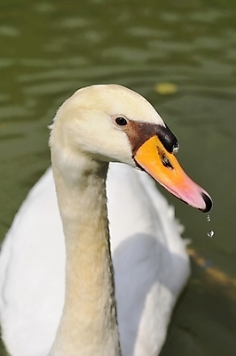 포토 JPG 해외이미지 동물 호수 야생동물 백그라운드 자연 조류 사람없음 야외 물 강 평화 수영 흰색 연못 우아함 심볼 깃털 묘사 백조 고립 해외202004 해외포토 자연요소 컬러 컨셉 수상스포츠 생태계 파일형식 이미지허브