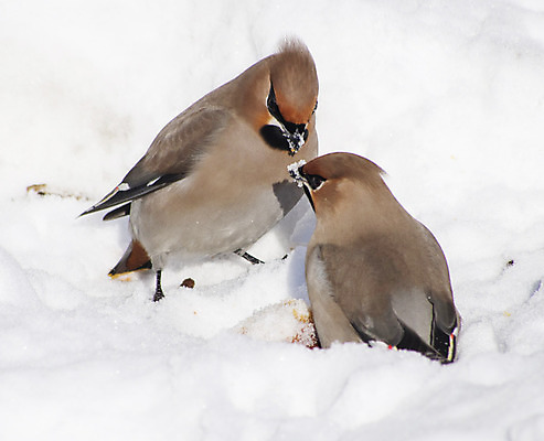 포토 JPG 해외이미지 나무 식물 동물 응시 공원 야생동물 음식 겨울 자연 조류 하늘 건조 사람없음 빛 태양 추위 나뭇가지 다발 부리 해외202004 해외포토 자연요소 시선 계절 공공시설 생태계 파일형식 이미지허브