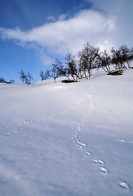 포토 JPG 해외이미지 나무 겨울 자국 자연 하늘 노르웨이 풍경 사람없음 추위 흰색 저녁 발자국 해외202004 해외포토 식물 계절 유럽 컬러 야간 생태계 파일형식 이미지허브