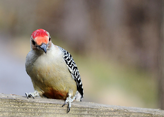 포토 JPG 해외이미지 야생동물 자연 조류 사람없음 야외 해외202004 해외포토 동물 생태계 파일형식 이미지허브