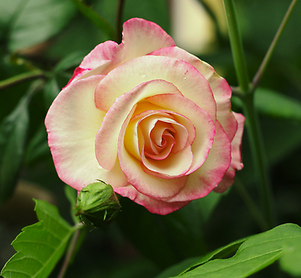 포토 JPG 해외이미지 식물 계절 공원 꽃잎 꽃 줄기 분홍색 결혼 백그라운드 잎 꽃무늬 패턴 자연 벽지 하늘 엄마 휴가 발렌타인데이 선물 사랑 미술 사람없음 장식 초록색 파란색 빛 장미 정원 봄 벚꽃 흰색 축하 신선 신용카드 생일 개화 그룹 내추럴 고립 해외202004 해외포토 공공시설 기념일 감정 컬러 컨셉 무늬 가족 데이이벤트 문화예술 이벤트 금융 생태계 파일형식 이미지허브