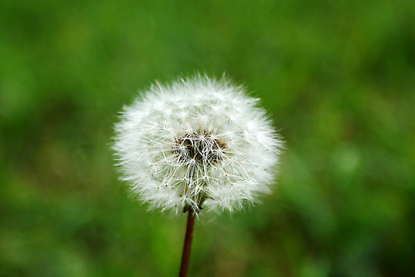 포토 JPG 해외이미지 꽃 씨앗 사람없음 치킨 벚꽃 민들레 깃털 해외202004 해외포토 식물 닭고기요리 파일형식 이미지허브