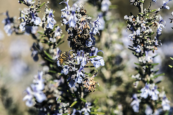 포토 JPG 해외이미지 식물 계절 꽃잎 꽃 실루엣 음식 곤충 잎 봄꽃 자연 날씨 사람없음 초록색 파란색 컬러풀 정원 봄 활발 에너지 시골 작업 개화 남색 원예 꽃가루 로즈메리 고립 영양분 해외202004 해외포토 동물 컬러 컨셉 촬영기법 취미 가루 허브 생태계 파일형식 이미지허브