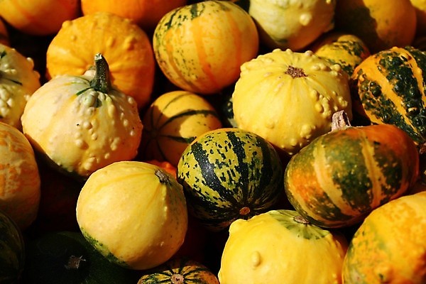 포토 JPG 해외이미지 계절 음식 백그라운드 농업 채소 오렌지 호박 사람없음 장식 농장 할로윈 수확 가을 시골 추수감사절 비건 해외202004 해외포토 산업 기독교 과일 채식주의자 파일형식 이미지허브