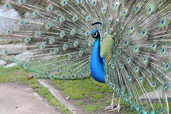 포토 JPG 해외이미지 동물 남자 야생동물 패턴 자연 조류 사람없음 초록색 파란색 컬러풀 활발 공작 깃털 꼬리 부리 보여주기 해외202004 해외포토 컬러 컨셉 무늬 모션 사람 생태계 파일형식 이미지허브