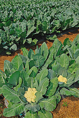 포토 JPG 해외이미지 나무 식물 지구 잎 밭 농업 채소 자연 하늘 새로움 건강 풍경 사람없음 야외 초록색 파란색 농장 농경지 마을 주방 정원 흙 봄 수확 성장 시골 신선 업무 달콤 상추 땅 원예 양배추 먼지 내추럴 땅바닥 바이오 밭일 쟁기 줄서기 해외202004 해외포토 계절 산업 컬러 컨셉 모션 바닥 취미 작업 맛 생태계 파일형식 이미지허브