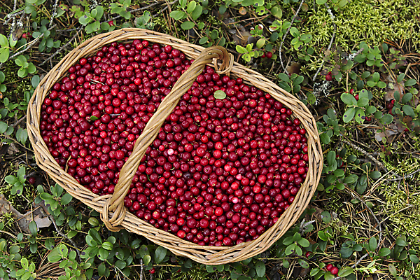 포토 JPG 해외이미지 계절 열매 음식 백그라운드 잎 과일 자연 건강 사람없음 목재 빨간색 여름 농작물 바구니 수확 가을 달콤 맛 수집 가득함 유기농 날것 숙성 크랜베리 해외202004 해외포토 나무 식물 웰빙 컬러 컨셉 농업 재료 생태계 파일형식 이미지허브