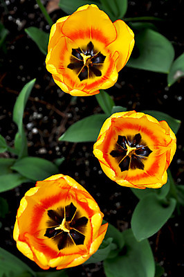 포토 JPG 해외이미지 식물 꽃잎 꽃 잎 꽃무늬 자연 사람없음 정원 봄 튤립 벚꽃 개화 원예 꽃수술 해외202004 해외포토 계절 무늬 취미 생태계 파일형식 이미지허브