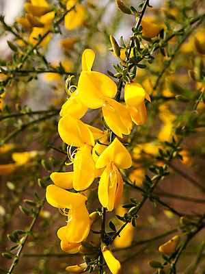 포토 JPG 해외이미지 식물 계절 공원 꽃잎 꽃 행복 유럽 백그라운드 잎 꽃무늬 밭 자연 영국 풍경 사람없음 야외 초록색 여름 노란색 정원 맑음 봄 성장 벚꽃 시골 신선 관목 원예 남쪽 내추럴 우크라이나 해외202004 해외포토 나무 공공시설 감정 나라 컬러 무늬 농업 날씨 취미 방향 생태계 파일형식 이미지허브
