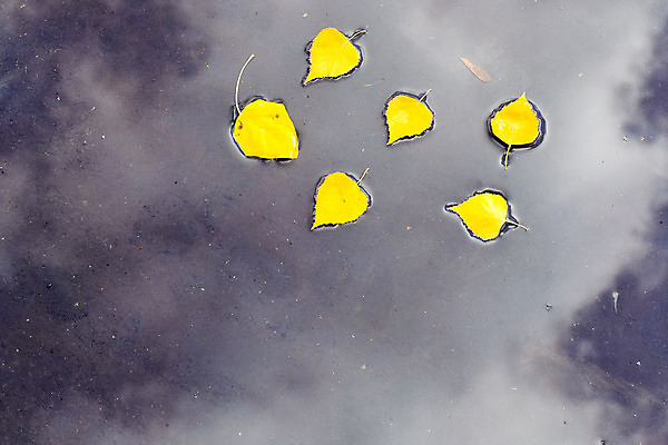 포토 JPG 해외이미지 식물 구름 계절 공원 꽃 잎 패턴 밭 일러스트 자연 하늘 사람없음 초록색 물 여름 파란색 태양 노란색 봄 벚꽃 가을 흰색 웅덩이 자작나무 해외202004 해외포토 자연요소 나무 공공시설 컬러 무늬 농업 생태계 파일형식 이미지허브