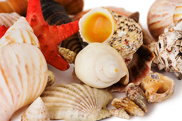 포토 JPG 해외이미지 모양 동물 별 바다 여행 자연 휴가 조개 불가사리 연체동물 나선형 어류 사람없음 세트 껍질 흰색 그룹 변화 소라 작음 큼 자르기 수집 오브젝트 싱글 가리비 고립 앵무조개 많음 해외202004 해외포토 자연요소 컬러 컨셉 무늬 모션 어패류 극피동물 무척추동물 수중동물 크기 생태계 파일형식 이미지허브