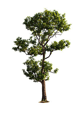 포토 JPG 해외이미지 나무 식물 계절 줄기 백그라운드 단풍 낙엽 잎 자연 사람없음 야외 목재 초록색 여름 환경 봄 성장 흰색 나뭇가지 4 고독 사과 숲 큼 자르기 수집 싱글 나무껍질 내추럴 고립 생태학 해외202004 해외포토 교육 감정 컬러 과일 재료 모션 숫자 껍질 크기 생태계 파일형식 이미지허브