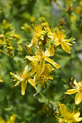 포토 JPG 해외이미지 식물 꽃 백그라운드 잎 자연 사람없음 노란색 신선 약초 허브 해외202004 해외포토 컬러 풀_식물 생태계 파일형식 이미지허브