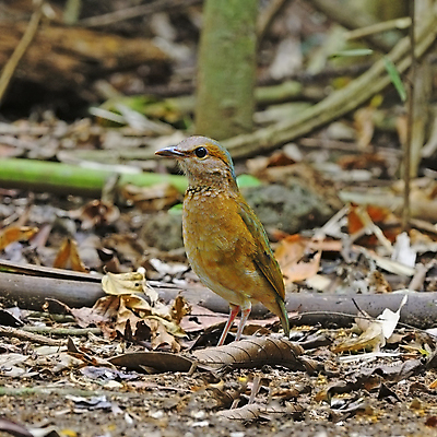 포토 JPG 해외이미지 동물 1 야생동물 백그라운드 자연 조류 휴식 생물 사람없음 초록색 컬러풀 자유 나뭇가지 도시 깃털 속도 싱글 꼬리 부리 꿀 경보 해외202004 해외포토 나무 컬러 컨셉 생태계 파일형식 이미지허브