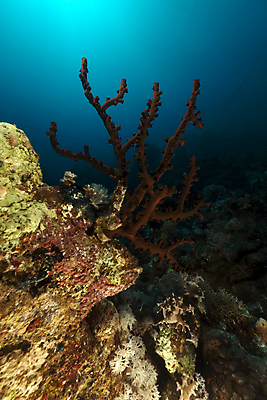 포토 JPG 해외이미지 동물 야생동물 바다 백그라운드 학교 자연 바닥 이집트 어류 사람없음 빨간색 물 파란색 빛 컬러풀 햇빛 태양 환경 수중 광선 산호 아래 생태계 소금 부드러움 암초 대서양 내추럴 소금물 식민지 이국적 해외202004 해외포토 자연요소 교육 컬러 아프리카 수중동물 감각 자포동물 방향 위치 파일형식 이미지허브