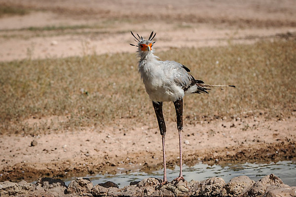 포토 JPG 해외이미지 동물 공원 야생동물 여행 아프리카 자연 조류 종류 풍경 사람없음 야외 컬러풀 보호 먹이 사파리 깃털 부리 육식동물 갈기 비서 멸종 남쪽 내추럴 궁수 남아프리카 동물상 사바나 생태학 이국적 전국 포식 힘찬 해외202004 해외포토 직업 공공시설 교육 나라 컬러 컨셉 조형물 방향 생태계 파일형식 이미지허브