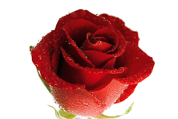 포토 JPG 해외이미지 식물 꽃잎 꽃 분홍색 꽃다발 결혼 백그라운드 꽃무늬 데이트 자연 휴가 발렌타인데이 선물 사랑 이벤트 사람없음 장식 빨간색 초록색 장미 머리 정원 꿈 벚꽃 흰색 축하 인사 신선 생일 액체 떨어짐 이슬 유혹 오브젝트 싱글 열정 개성 고립 완전 해외202004 해외포토 기념일 감정 컬러 컨셉 무늬 데이이벤트 신체부위 예절 생태계 파일형식 이미지허브