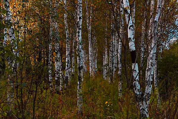포토 JPG 해외이미지 나무 식물 계절 줄기 백그라운드 잎 오렌지 자연 건조 풍경 사람없음 야외 목재 빨간색 초록색 컬러풀 햇빛 갈색 노란색 가을 흰색 나뭇가지 시골 황금 떨어짐 숲 9월 나무껍질 자작나무 내추럴 강렬 러시아인 삼림지대 웅장함 접기 카자흐스탄 해외202004 해외포토 서양인 아시아 컬러 컨셉 과일 재료 모션 태양 껍질 날짜 생태계 파일형식 이미지허브