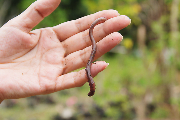 포토 JPG 해외이미지 식물 동물 손 남자 지구 야생동물 백그라운드 컨셉 농업 비즈니스 자연 사람없음 가로 빨간색 농장 갈색 우주 환경 정원 흙 젖음 흰색 그룹 벌레 큼 유기농 먼지 미끼 흙더미 내추럴 땅바닥 생태학 해외202004 해외포토 웰빙 교육 산업 컬러 곤충 바닥 사람 신체부위 크기 생태계 파일형식 더미 이미지허브