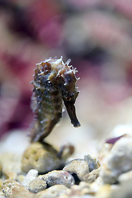 포토 JPG 해외이미지 동물 야생동물 바다 자연 어류 사람없음 물 바닷속 수중 수영 산호 생태계 다이빙 암초 소금물 해외202004 해외포토 자연요소 수중동물 수상스포츠 자포동물 수중스포츠 파일형식 이미지허브