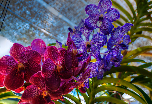 포토 JPG 해외이미지 식물 계절 꽃잎 꽃 꽃다발 백그라운드 꽃무늬 자연 선물 사람없음 장식 초록색 머리 정원 스파 화목 봄 활발 개화 난초 고급 우아함 맛 냄새 아로마 향 단아함 해외202004 해외포토 컬러 컨셉 무늬 신체부위 생태계 파일형식 이미지허브