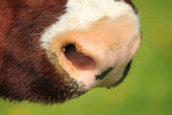 포토 JPG 해외이미지 동물 응시 포즈 치즈 산 육류 인종 사람없음 농사 우유 관찰 소 송아지 기르기 무료 총구 반추동물 전경 해외202004 해외포토 시선 새끼 농업 식재료 포유류 모션 유제품 사람 풍경 돌봄 파일형식 탑뷰 이미지허브