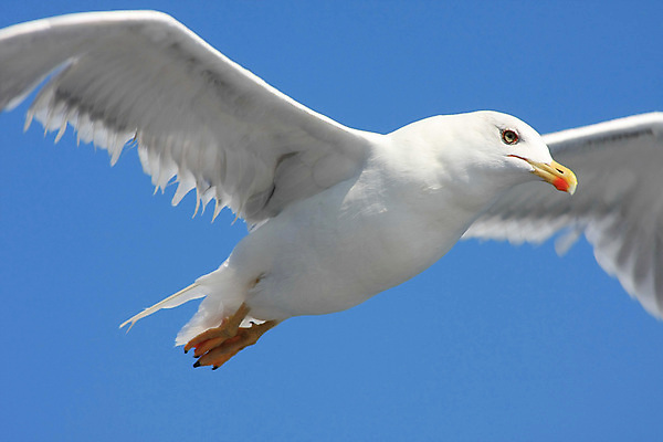 포토 JPG 해외이미지 바다 여행 날개 자연 갈매기 조류 하늘 사람없음 파란색 닫기 지중해 그리스 부리 해외202004 해외포토 동물 유럽 컬러 모션 생태계 파일형식 이미지허브