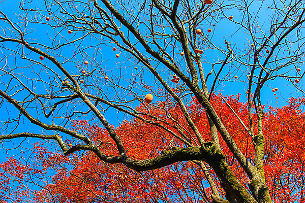 포토 JPG 해외이미지 나무 식물 계절 공원 실루엣 도로 여행 백그라운드 무지개 잎 패턴 자연 하늘 지붕 휴식 풍경 사람없음 빨간색 파란색 빛 컬러풀 햇빛 태양 정원 일본 활발 덮개 가을 나뭇가지 신선 보행로 닫기 숲 그늘 오솔길 강렬 해외202004 해외포토 자연요소 공공시설 아시아 길 컬러 컨셉 무늬 교통시설 모션 촬영기법 뚜껑 생태계 파일형식 이미지허브