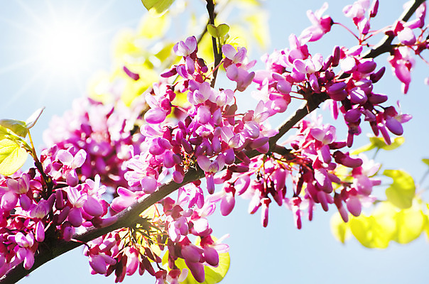 포토 JPG 해외이미지 나무 식물 꽃 꽃무늬 자연 추상 사람없음 봄 벚꽃 나뭇가지 신선 개화 체리 4월 순수 원예 해외202004 해외포토 계절 컨셉 무늬 과일 취미 날짜 생태계 파일형식 이미지허브