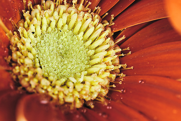 포토 JPG 해외이미지 스튜디오촬영 식물 1 계절 꽃 분홍색 꽃무늬 자연 사람없음 빨간색 세로 초록색 물 여름 컬러풀 봄 젖음 수확 벚꽃 물방울 신선 개화 닫기 떨어짐 이슬 싱글 그림 복고 데이지 꽃가루 소셜네트워크 해외202004 해외포토 자연요소 컬러 컨셉 무늬 농업 모션 실내 가루 생태계 파일형식 이미지허브