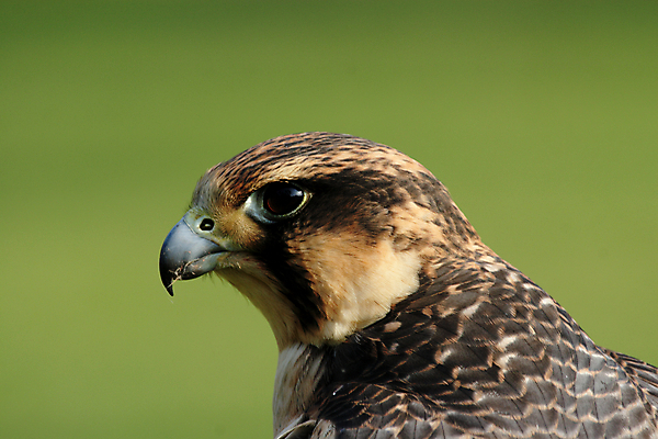 포토 JPG 해외이미지 동물 야생동물 자연 조류 사람없음 갈색 머리 회색 닫기 깃털 부리 계산서 해외202004 해외포토 컬러 모션 신체부위 생태계 파일형식 이미지허브