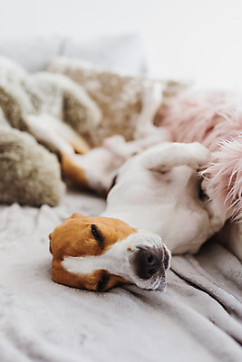 포토 JPG 해외이미지 포유류 휴식 주택 사람없음 반려동물 소파 잠 개 비글 송곳니 유래 해외202004 해외포토 동물 컨셉 의자 건물 치아 파일형식 이미지허브