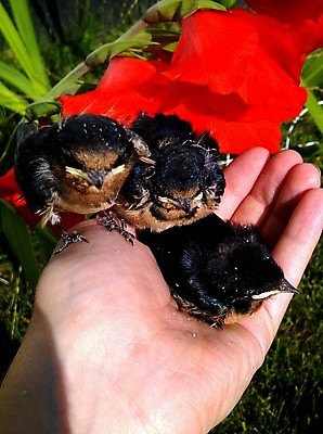 포토 JPG 해외이미지 동물 손 야생동물 자연 조류 병아리 사람없음 야외 둥지 보호 깃털 해외202004 해외포토 컨셉 신체부위 생태계 파일형식 이미지허브