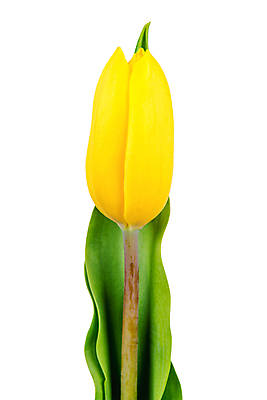 포토 JPG 해외이미지 식물 디자인 꽃잎 꽃 백그라운드 잎 꽃무늬 자연 사랑 사람없음 장식 초록색 노란색 정원 보라색 봄 튤립 벚꽃 흰색 신선 내추럴 고립 해외202004 해외포토 계절 감정 컬러 무늬 생태계 파일형식 이미지허브