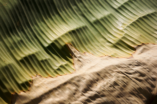 포토 JPG 해외이미지 나무 식물 백그라운드 잎 패턴 자연 추상 건조 바나나 미술 사람없음 초록색 갈색 노란색 성장 유기농 질감 내추럴 옛날 해외202004 해외포토 웰빙 컬러 무늬 과일 문화예술 생태계 파일형식 이미지허브