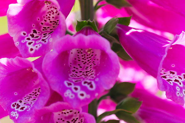 포토 JPG 해외이미지 식물 꽃잎 꽃 분홍색 잎 꽃무늬 자연 사람없음 여름 정원 보라색 봄 벚꽃 신선 유기농 내추럴 취급주의 해외202004 해외포토 웰빙 계절 컬러 무늬 경고 생태계 파일형식 이미지허브