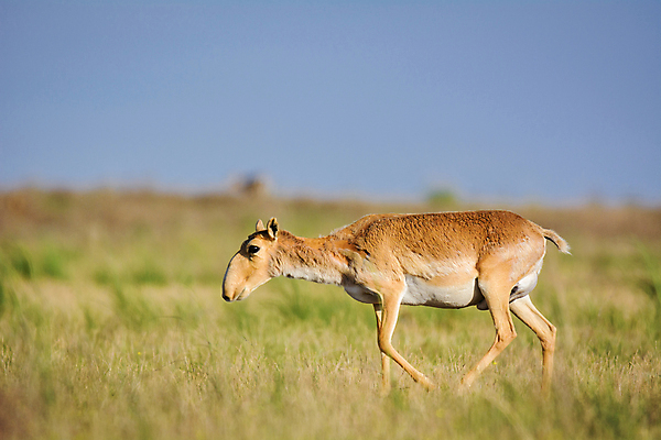 포토 JPG 해외이미지 동물 여자 남자 야생동물 포유류 자연 뿔 풍경 사람없음 뜨거움 군중 갈증 러시아 영양 가뭄 러시아인 스텝 해외202004 해외포토 서양인 유럽 날씨 사람 생태계 파일형식 이미지허브