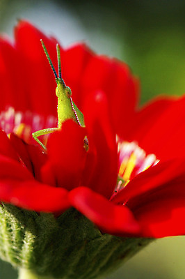 포토 JPG 해외이미지 동물 꽃 야생동물 곤충 백그라운드 잎 절지류 자연 생물 안테나 풍경 사람없음 빨간색 초록색 머리 보라색 닫기 해충 벌레 작음 딱정벌레 묘사 싱글 메뚜기 고립 귀뚜라미 해외202004 해외포토 식물 컬러 통신 모션 신체부위 크기 생태계 파일형식 이미지허브