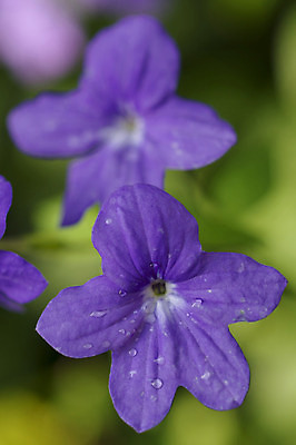 포토 JPG 해외이미지 식물 꽃 백그라운드 자연 사람없음 파란색 정원 봄 신선 제비꽃 묘사 내추럴 해외202004 해외포토 계절 컬러 생태계 파일형식 이미지허브