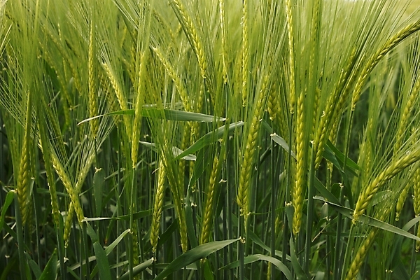 포토 JPG 해외이미지 음식 농업 영국 잉글랜드 건강 풍경 사람없음 농작물 수확 먹이 낟알 시리얼 보리 밭일 해외202004 해외포토 유럽 산업 곡류 파일형식 이미지허브