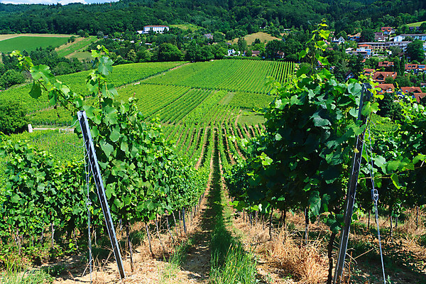 포토 JPG 해외이미지 식물 음식 백그라운드 잎 밭 농업 과일 자연 포도 건강 풍경 사람없음 야외 초록색 농장 와인 정원 계곡 수확 성장 시골 신선 유기농 포도밭 포도나무 지역 내추럴 밭일 양조장 줄서기 해외202004 해외포토 웰빙 산업 컬러 모션 주류 과일나무 생태계 파일형식 이미지허브