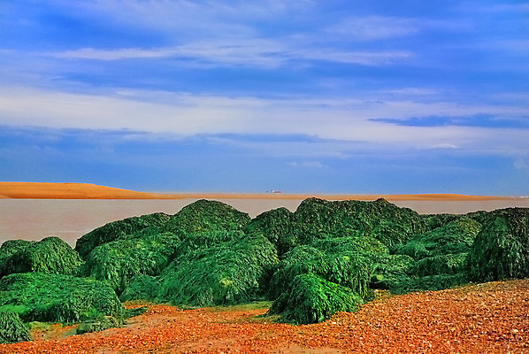 포토 JPG 해외이미지 바다 사람없음 해조류 암초 해외202004 해외포토 해양식물 파일형식 이미지허브