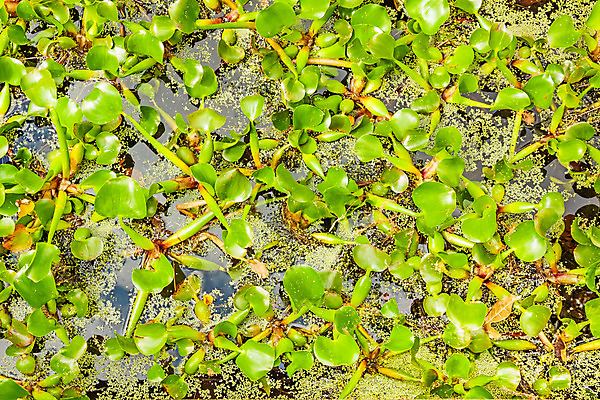 포토 JPG 해외이미지 식물 계절 공원 꽃잎 꽃 아시아 호수 분홍색 백그라운드 컨셉 잎 자연 표면 풍경 사람없음 야외 가로 초록색 물 컬러풀 반사 환경 정원 성장 연못 신선 맛 약초 백합 순수 묘사 명상 오브젝트 내추럴 생태학 이국적 천진난만 특별함 완전 부족함 해외202004 해외포토 자연요소 공공시설 교육 나라 컬러 풀_식물 생태계 파일형식 이미지허브