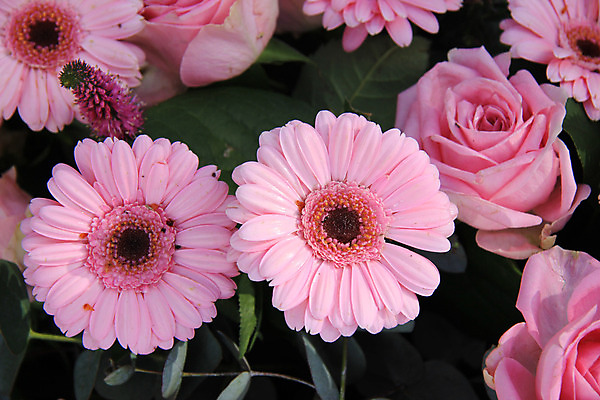 포토 JPG 해외이미지 식물 꽃잎 꽃 분홍색 꽃다발 결혼 백그라운드 컨셉 자연 결혼식 사랑 사람없음 장식 초록색 장미 그룹 배열 꽃집 묘사 거베라 해외202004 해외포토 감정 컬러 이벤트 상점 생태계 파일형식 이미지허브