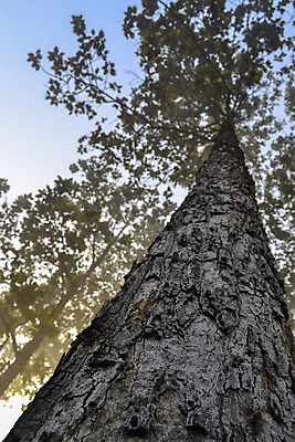 포토 JPG 해외이미지 나무 식물 공원 야생동물 여행 잎 밭 아프리카 태국 자연 하늘 산 건조 따뜻함 파노라마 국립공원 풍경 사람없음 야외 빨간색 초록색 파란색 빛 태양 노란색 환경 맑음 일몰 봄 새벽 캠핑 나뭇가지 뜨거움 황무지 황금 고독 보호 사파리 언덕 북쪽 멀리 남쪽 내추럴 산악지대 아카시아 광 남아프리카 사바나 생태학 세렝게티 전국 탄자니아 평야 해외202004 해외포토 자연요소 동물 계절 공공시설 교육 감정 나라 아시아 컬러 컨셉 농업 레저 날씨 촬영기법 노을 방향 생태계 파일형식 이미지허브